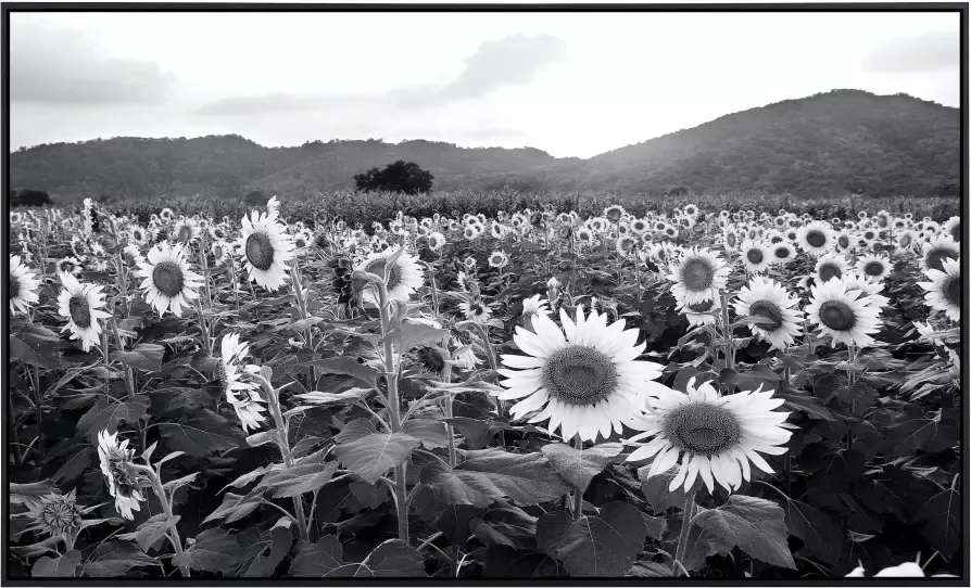 Papermoon Infraroodverwarming Zonnebloemenveld zwart & wit zeer aangename stralingswarmte - Foto 5