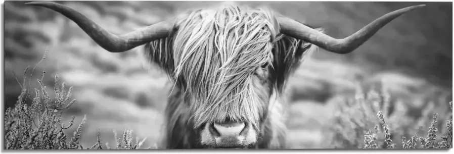 Reinders! Artprint Highlander stier diermotief close-up Schotse hooglander beeld - Foto 2
