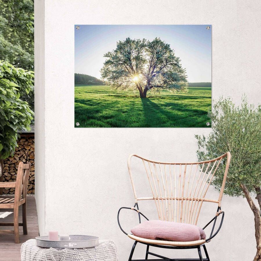 Reinders! Poster Baum in der Morgensonne - Foto 1