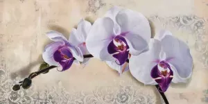 Home affaire Artprint ELENA DOLCI Royal Orchid (1 stuk)