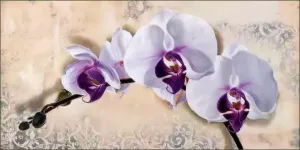 Home affaire Artprint met lijst ELENA DOLCI Royal Orchid (1 stuk)