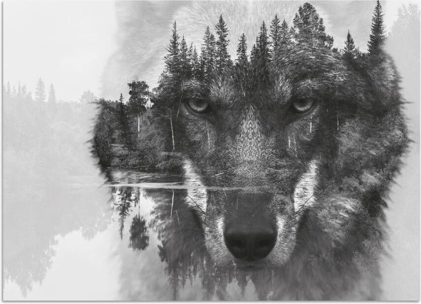 Home affaire Artprint op acrylglas Wolf 60 40 cm - Foto 4