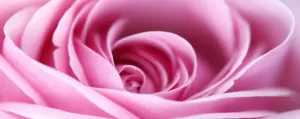 Home affaire Artprint op linnen Pink rose 160 55 cm