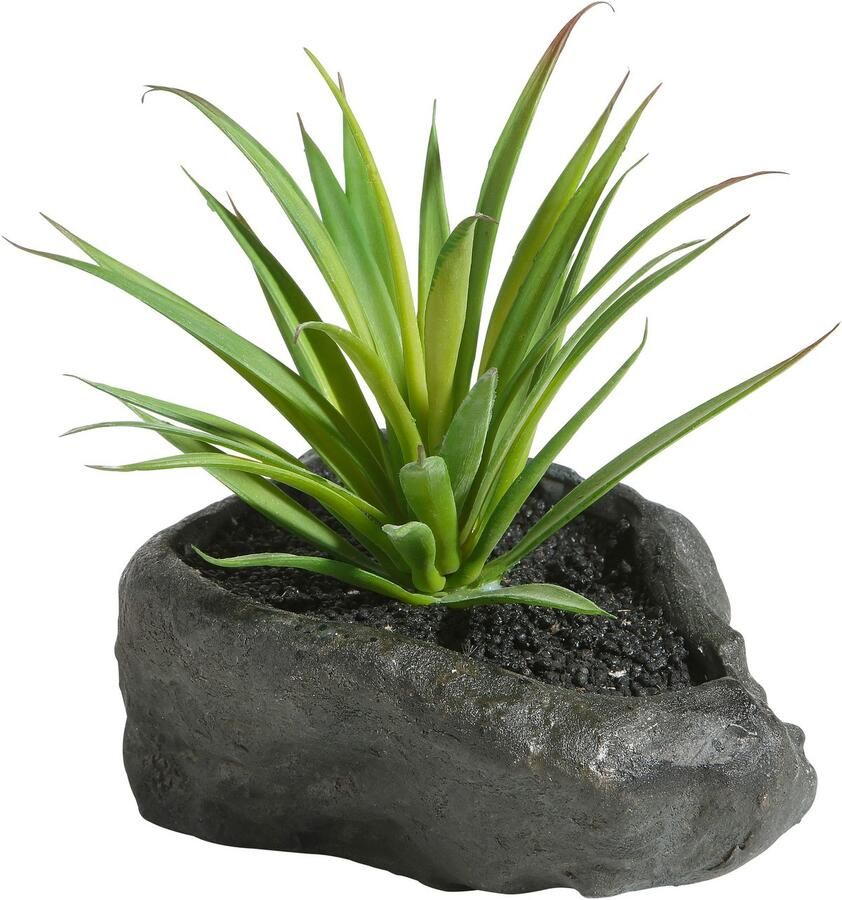 Home affaire Kunstplant Vetplanten (4 stuks) - Foto 6