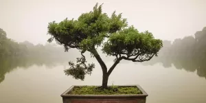 Home affaire Print op glas Panom: Chinese bonsaiboom 100x50 cm