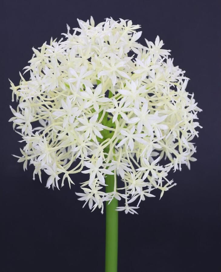 I.GE.A. Kunstbloem Allium sierlook Stelenbloem kunstbloemen(2 stuks) - Foto 2