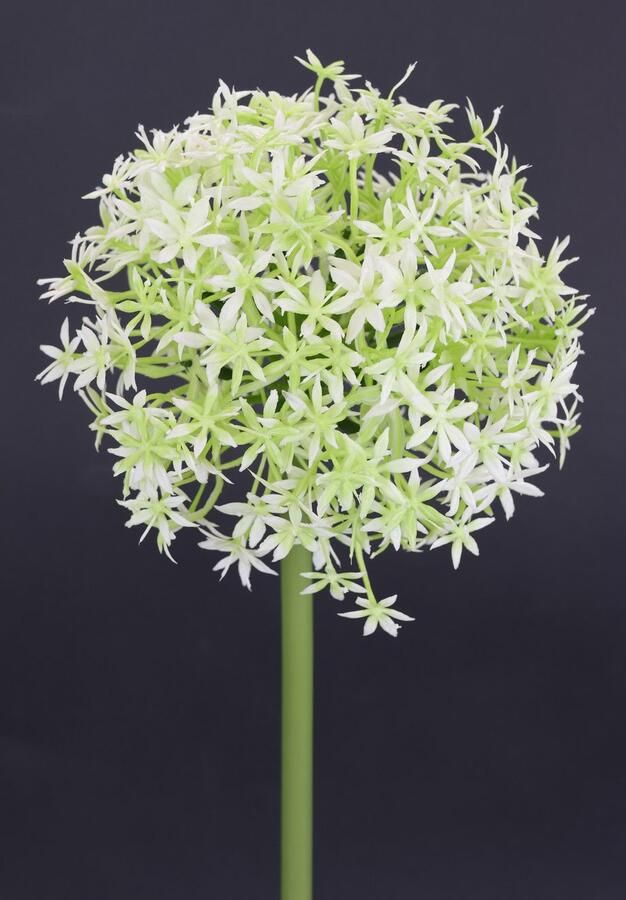 I.GE.A. Kunstbloem Allium sierlook Stelenbloem kunstbloemen(2 stuks) - Foto 2