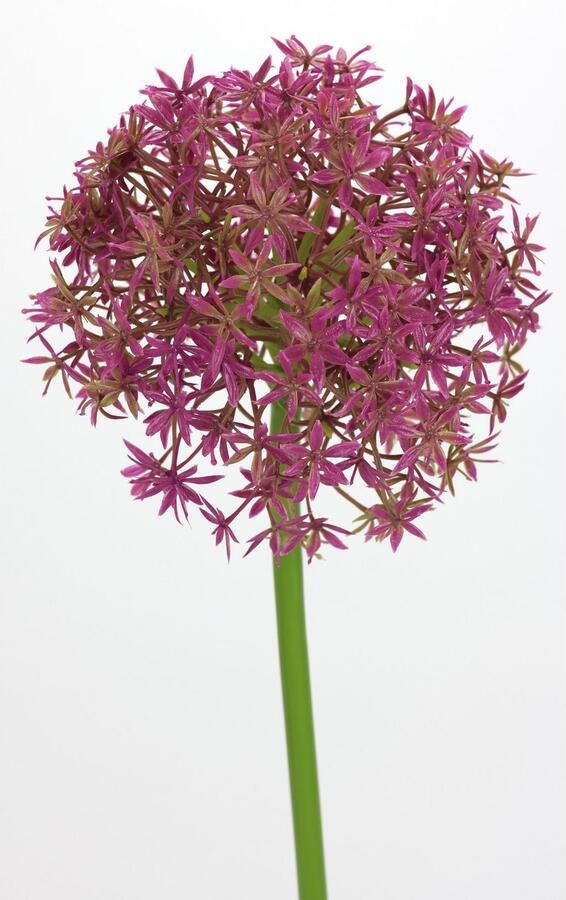 I.GE.A. Kunstbloem Allium sierlook Stelenbloem kunstbloemen(2 stuks) - Foto 2