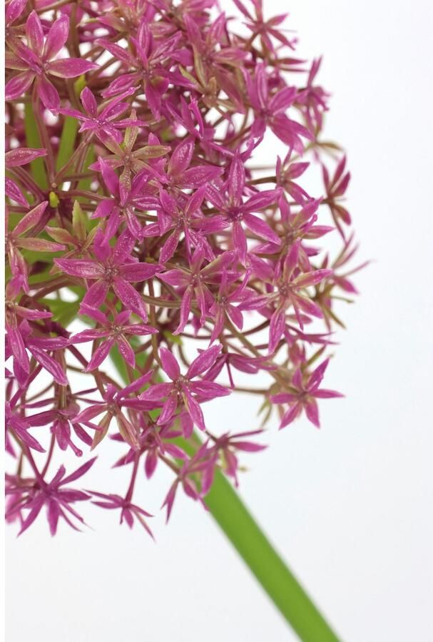I.GE.A. Kunstbloem Allium sierlook Stelenbloem kunstbloemen(2 stuks)