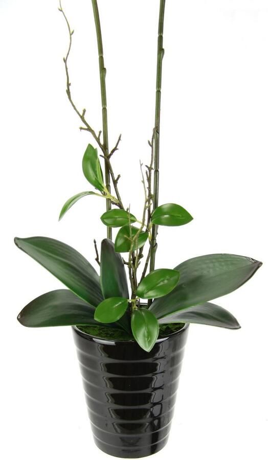 I.GE.A. Kunstbloem Orchidee In pot phalaenopsis orchidee phalaenopsis met bloempot bruiloft - Foto 2