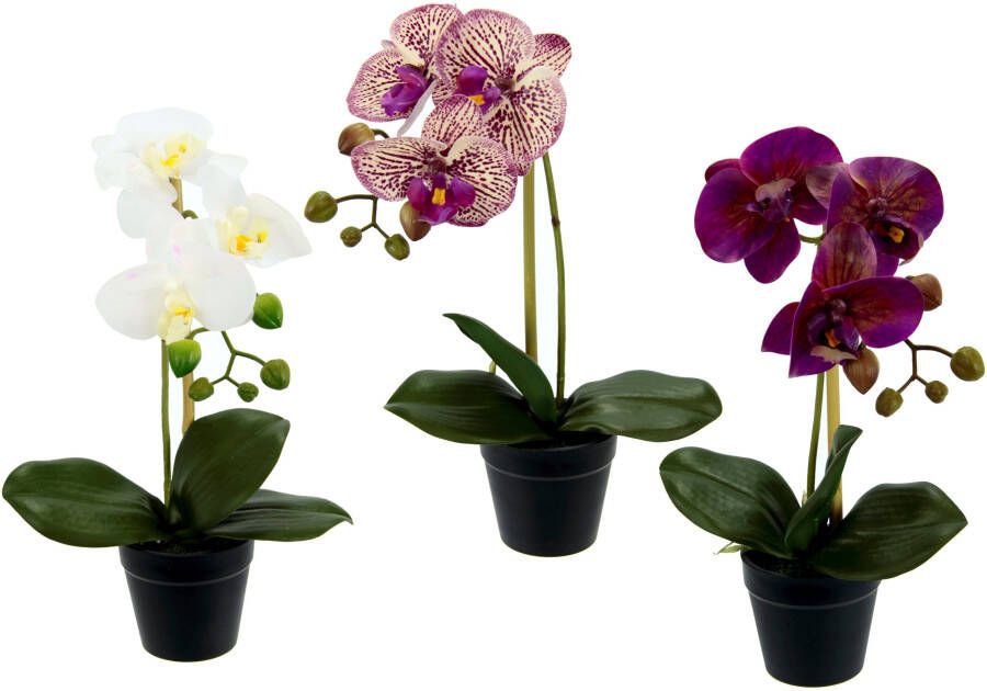 I.GE.A. Kunstorchidee Vlinderorchidee in een plastic pot set van 3 (3 stuks)