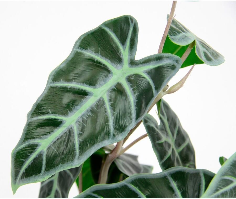 I.GE.A. Kunstplant Calathea Kunstplant zijden bloemen kamerplant Zebrina Alocasia Sanderiana (1 stuk) - Foto 3