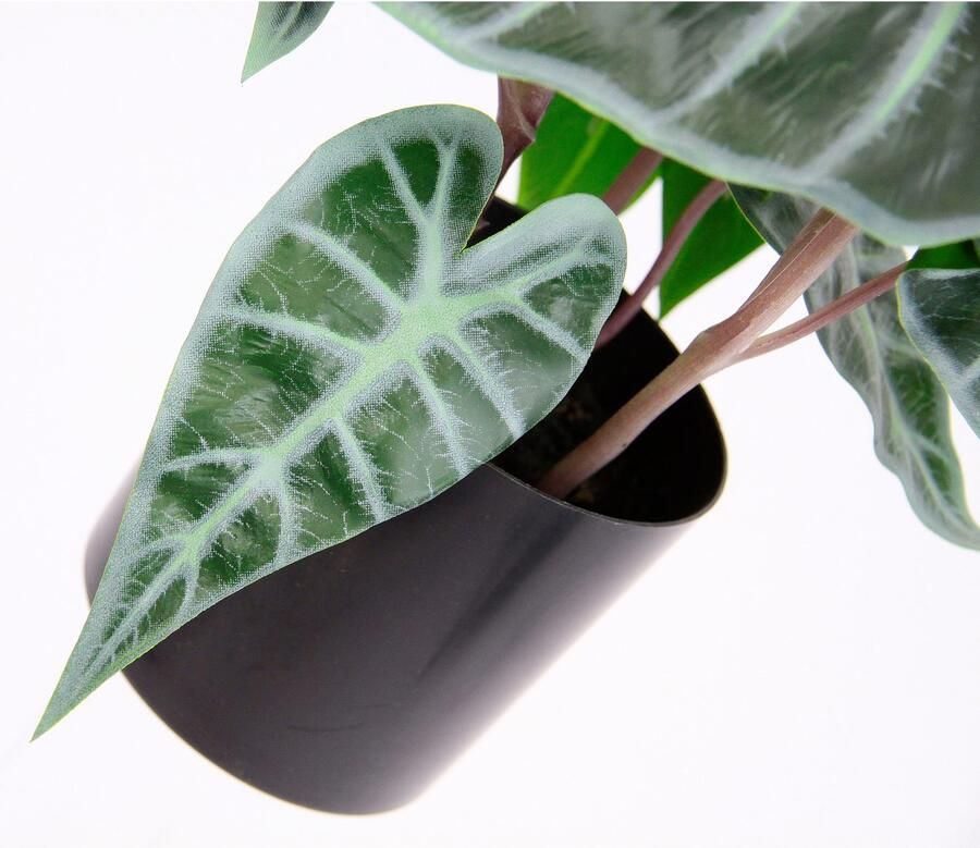 I.GE.A. Kunstplant Calathea Kunstplant zijden bloemen kamerplant Zebrina Alocasia Sanderiana (1 stuk) - Foto 2