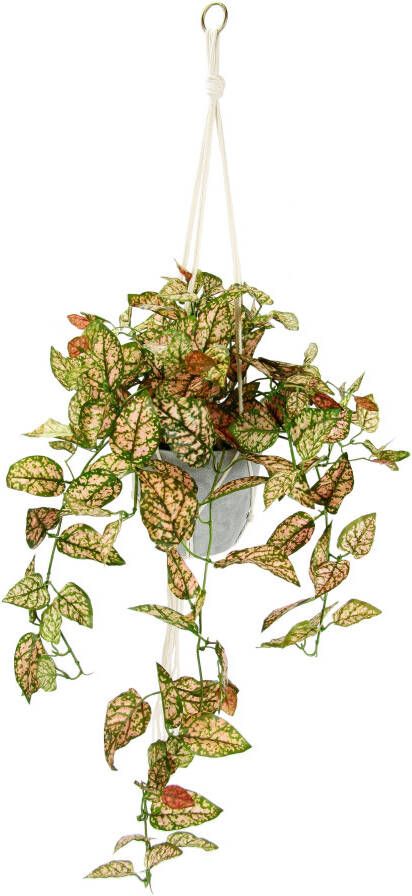 I.GE.A. Kunstplant Künstliche Fittonia Hängeampel mit Topf Kunstpflanze (1 stuk) - Foto 3