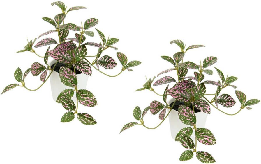 I.GE.A. Kunstplant Künstliche Zimmerpflanze mini Aucuba im Topf Pflanze (2 stuks) - Foto 3