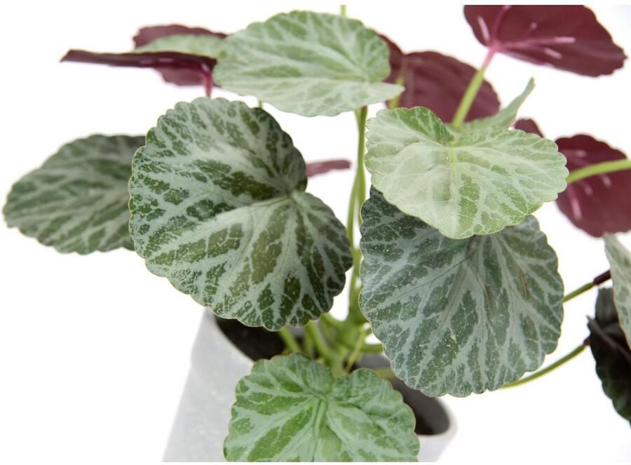 I.GE.A. Kunstplant Kunstmatige plant begonia in pot begonia struik bladplant Balkonplant struik bladeren kunstplant decoratie kunstbloemen potplant (1 stuk) - Foto 4