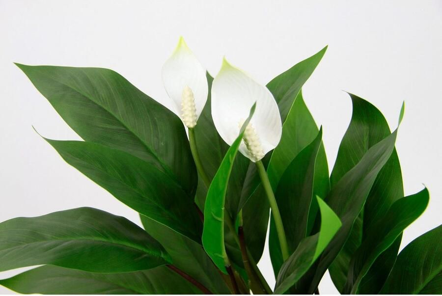 I.GE.A. Kunstplant Spathiphyllum in pot anthurium calla flamingobloem exotische plant met witte bloemen (1 stuk) - Foto 5