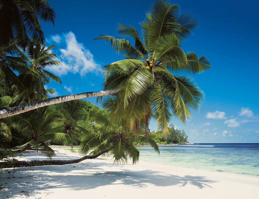 Komar Fotobehang Coconut Bay Afmeting 368 x 254 cm (1 stuk) - Foto 2