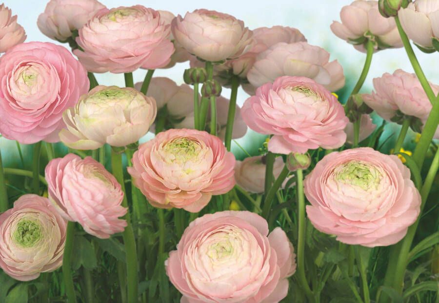Komar Fotobehang Gentle Rosé Afmeting 368 x 254 cm (set) - Foto 3