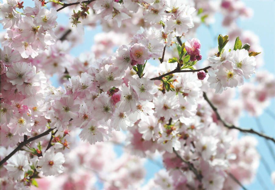 Komar Fotobehang Spring Afmeting 368 x 254 cm (8-delig) - Foto 3