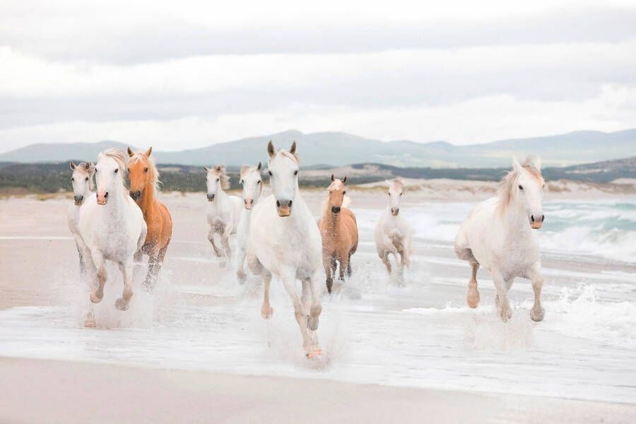 Komar Fotobehang White Horses 368x254 cm (breedte x hoogte) inclusief pasta (set) - Foto 4