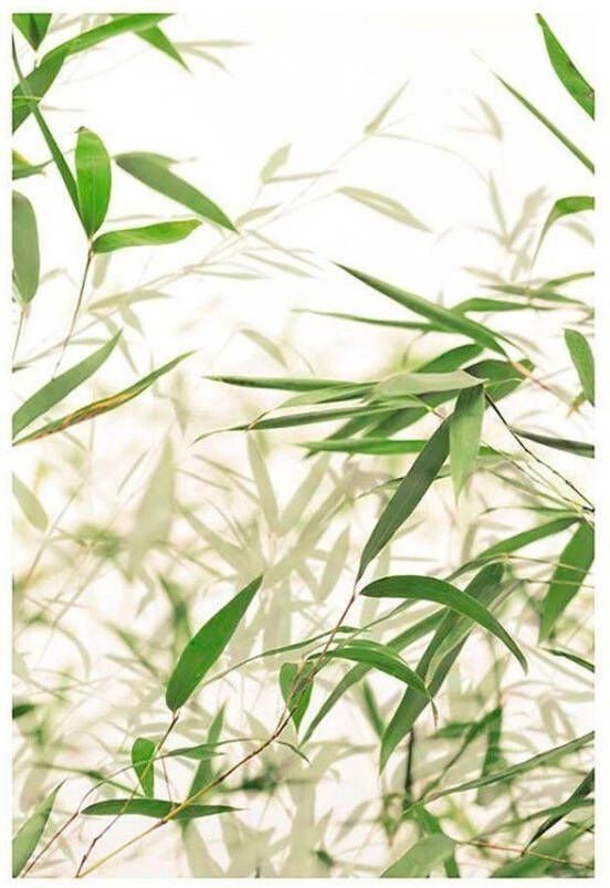 Komar Poster Bamboe Leaves Kinderkamer slaapkamer woonkamer - Foto 6