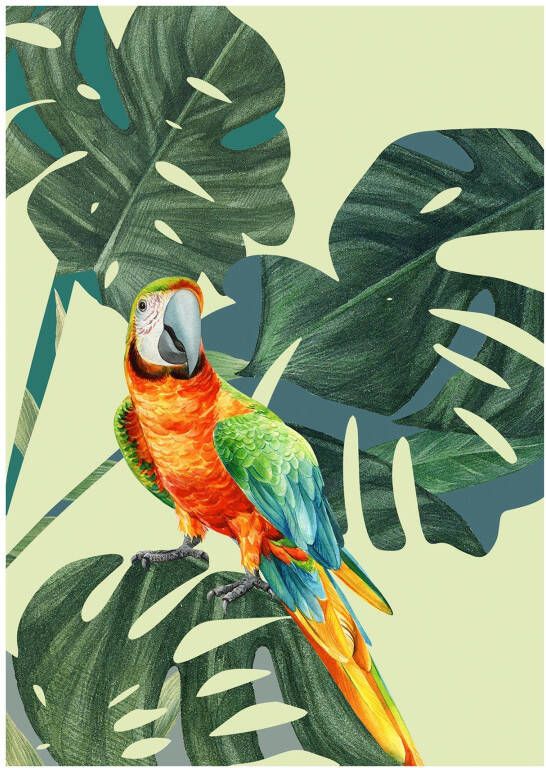 Komar Poster Green-Winged Macaw Kinderkamer slaapkamer woonkamer (1 stuk) - Foto 4