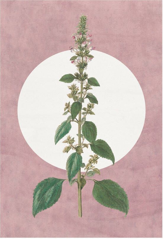 Komar Wanddecoratie Menthe en Croissance Wanddecoratie zonder lijst (1 stuk) - Foto 4