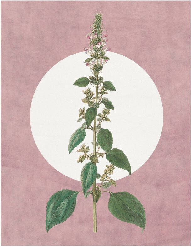 Komar Wanddecoratie Menthe en Croissance Wanddecoratie zonder lijst (1 stuk) - Foto 4