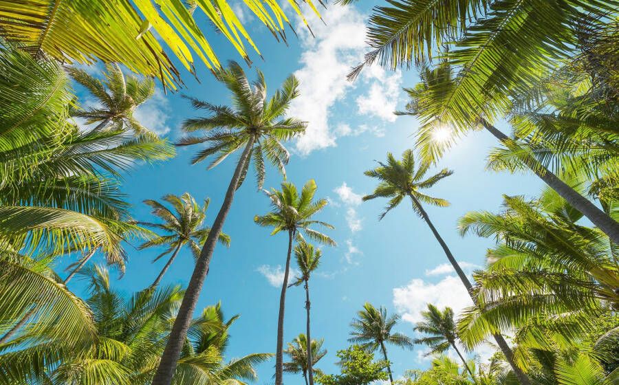 Komar Vliesbehang Digitale print vlies Coconut Heaven Afmeting 450 x 280 cm (9 stuks) - Foto 4