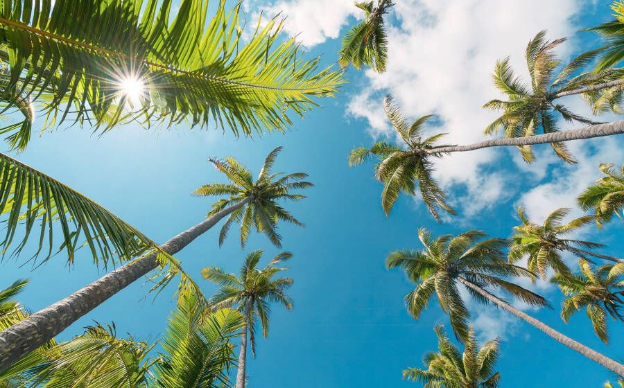 Komar Vliesbehang Digitale print vlies Coconut Heaven II Afmeting 450 x 280 cm (9 stuks) - Foto 4