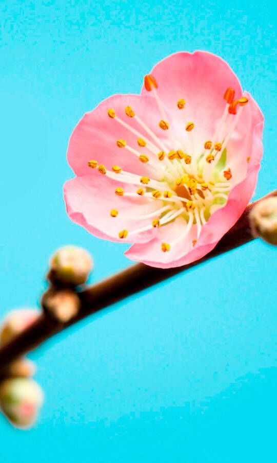 Komar Vliesbehang Peach blossom - Foto 3