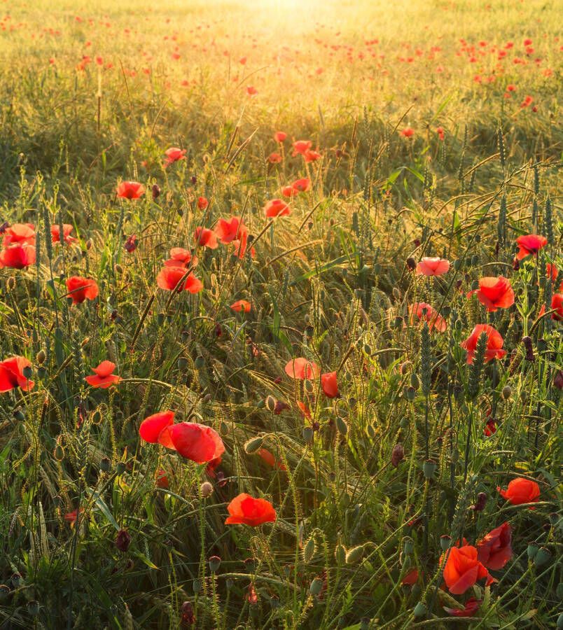Komar Vliesbehang Digitale print vlies Poppy World Afmeting 250 x 280 cm (5 stuks) - Foto 4