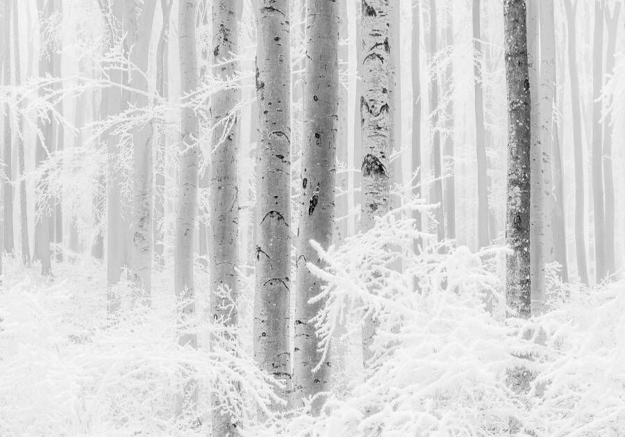 Komar Vliesbehang Winter Wood (1 stuk)
