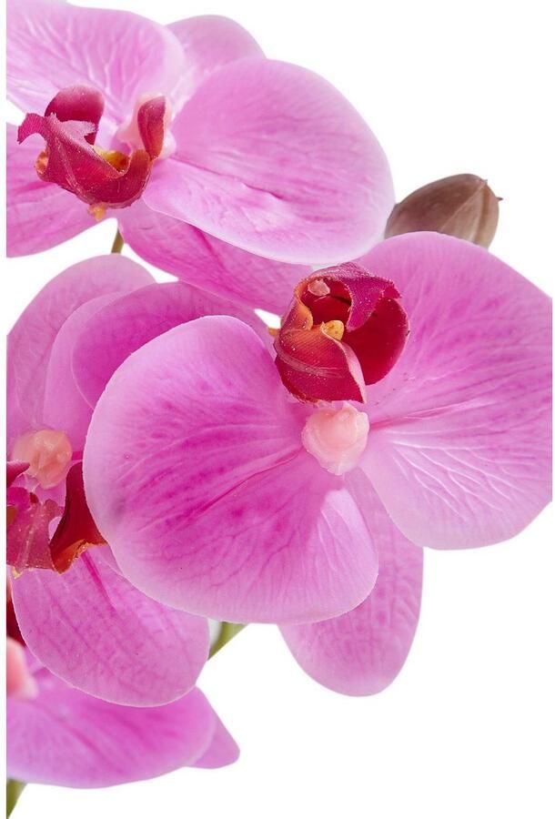Leonique Kunstplant Orchidee Kunstorchidee in pot bestseller meer dan 2500 4 5-sterren beoordelingen (1 stuk) - Foto 6