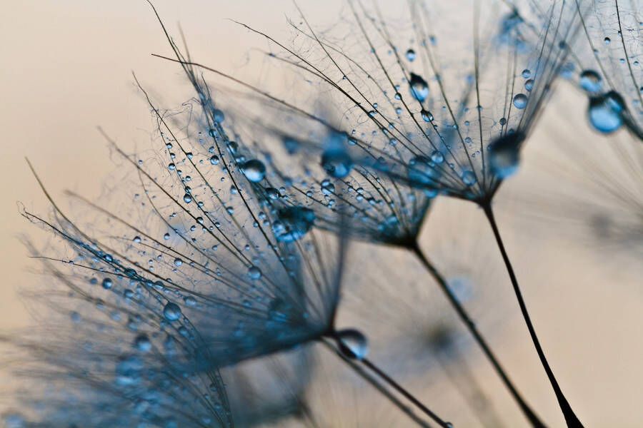 Papermoon Fotobehang Abstract Dandelions - Foto 1