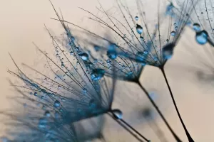 Papermoon Fotobehang Abstract Dandelions