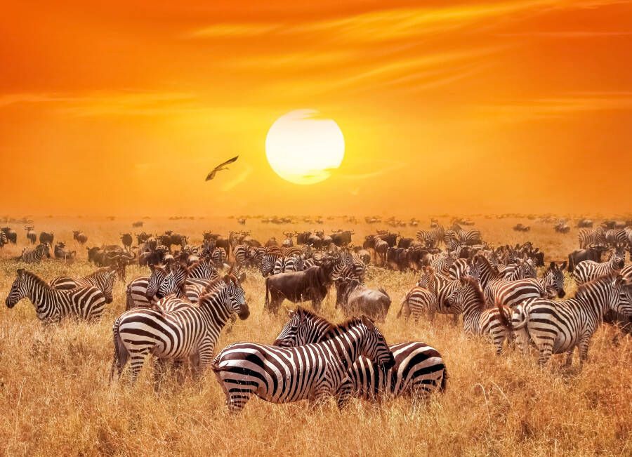 Papermoon Fotobehang African Antelopes and zebra s - Foto 1