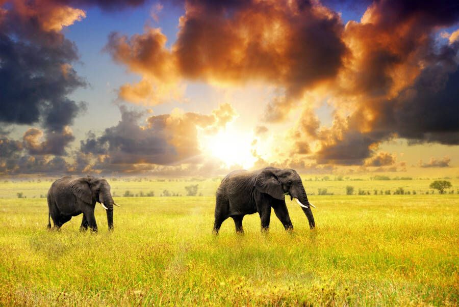 Papermoon Fotobehang African Elephants - Foto 1