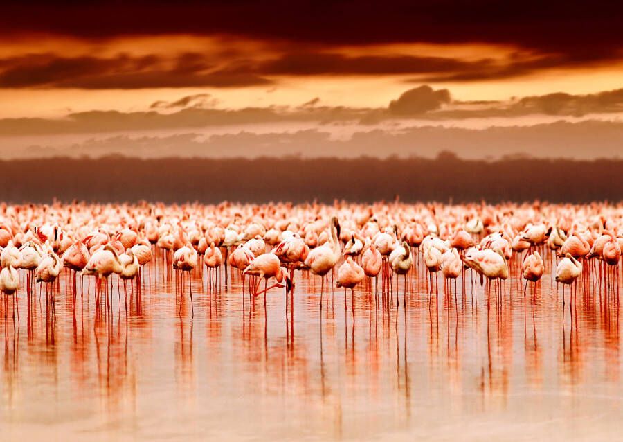 Papermoon Fotobehang African flamingo's - Foto 1