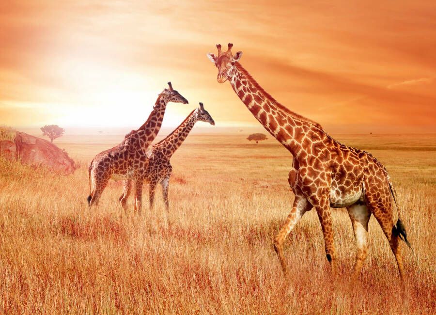 Papermoon Fotobehang African Giraffes - Foto 1