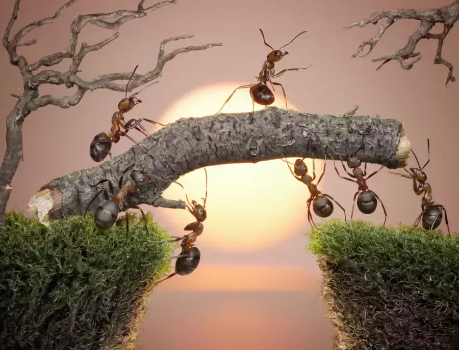 Papermoon Fotobehang Ants teamwork