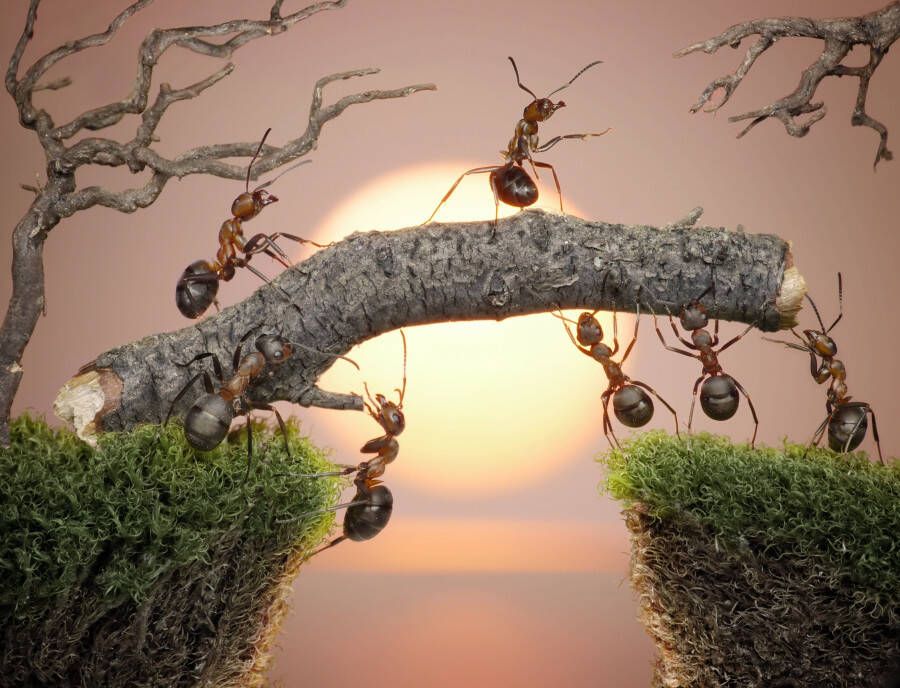 Papermoon Fotobehang Ants teamwork - Foto 1