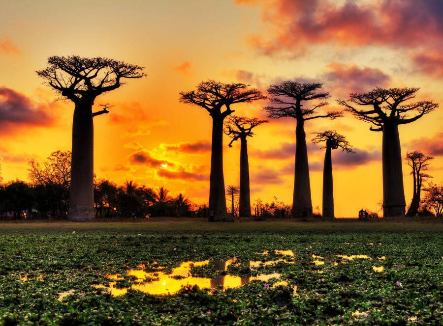 Papermoon Fotobehang Baobabs Trees African Sunset - Foto 1
