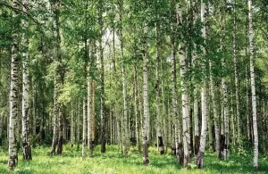 Papermoon Fotobehang Birch forest
