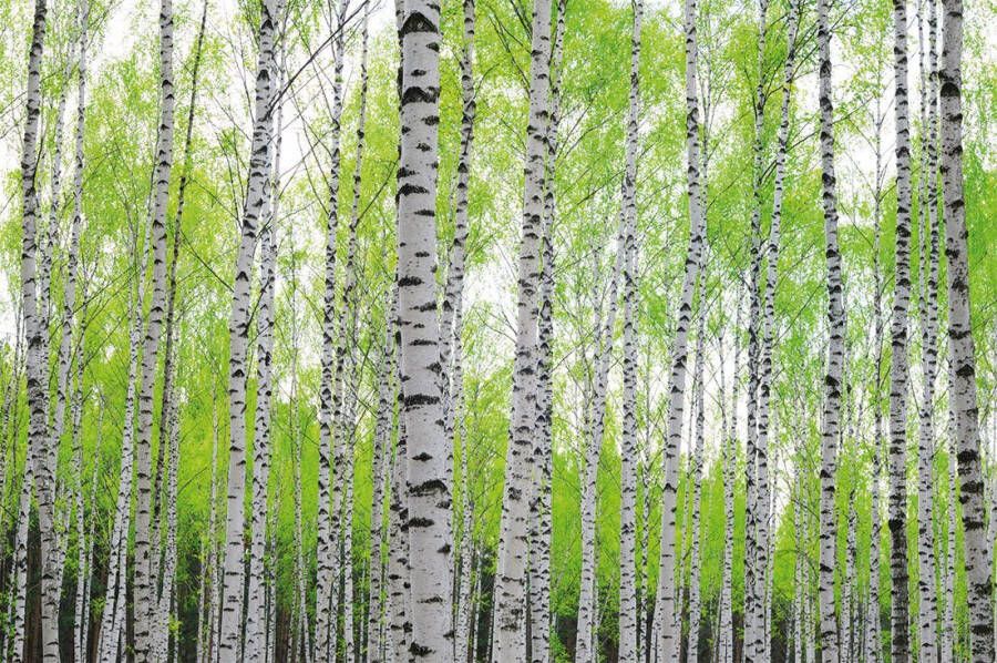 Papermoon Fotobehang Birch forest Vlies 5 banen 250 x 180 cm (5-delig)