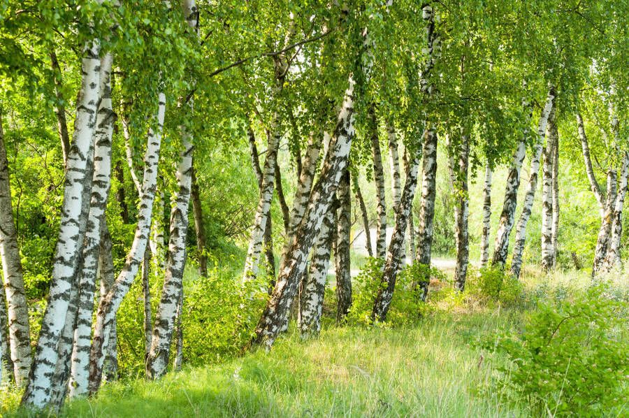 Papermoon Fotobehang Birch Tree forest