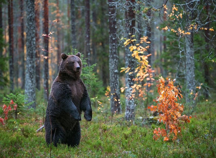 Papermoon Fotobehang Brown Bear in Autumn forest - Foto 1