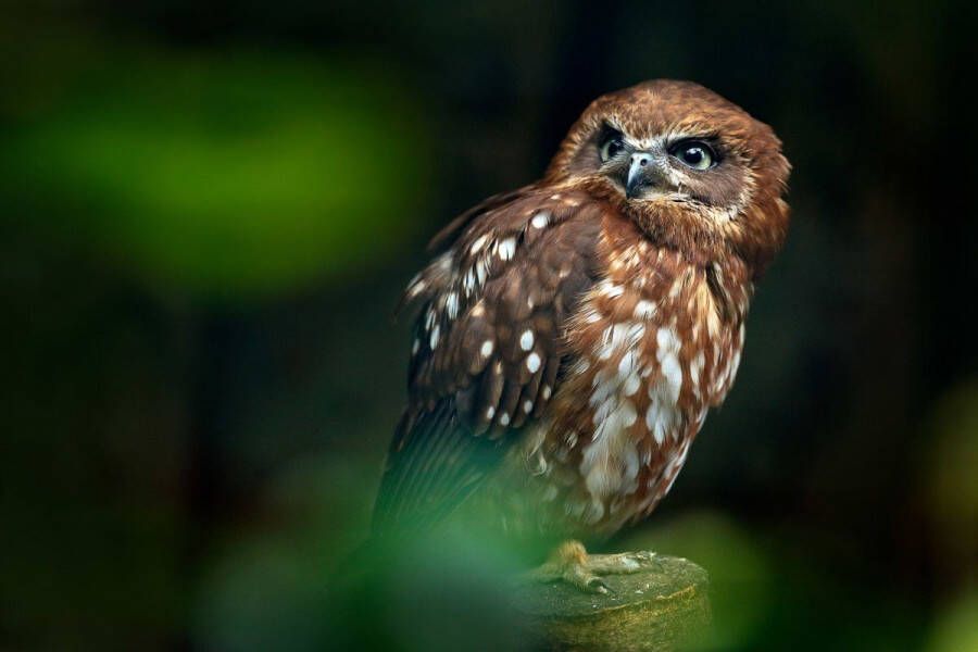 Papermoon Fotobehang Brown Wood Owl Vliesbehang eersteklas digitale print - Foto 1