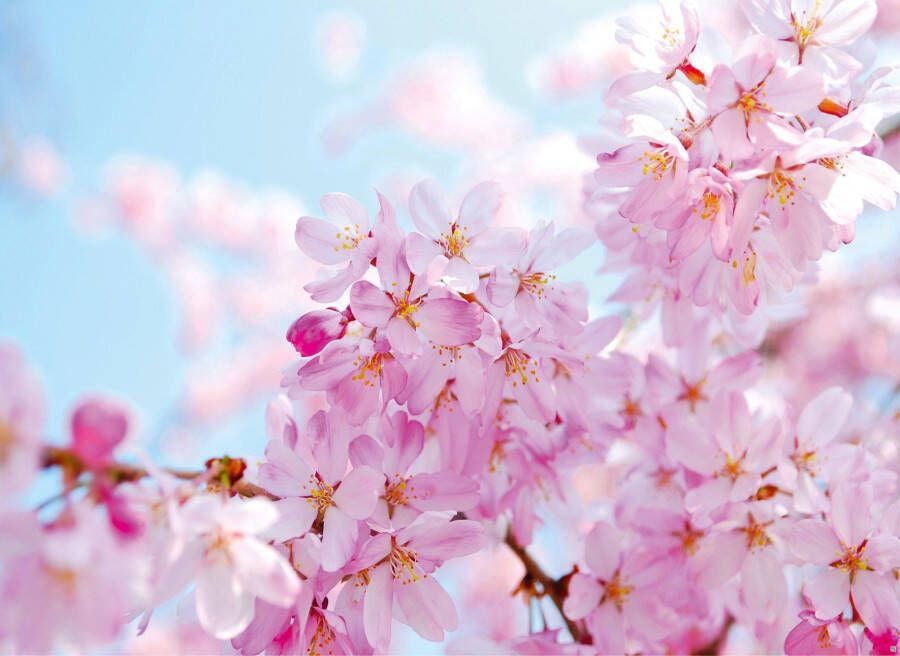 Papermoon Fotobehang Cherry blossom - Foto 2